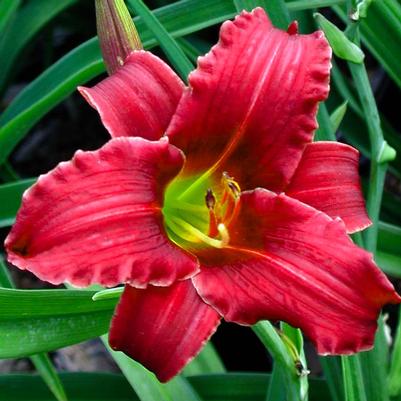 Hemerocallis Eenie Fanfare