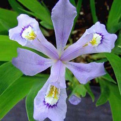 Iris (Dwarf Crested) cristata Powder Blue Giant