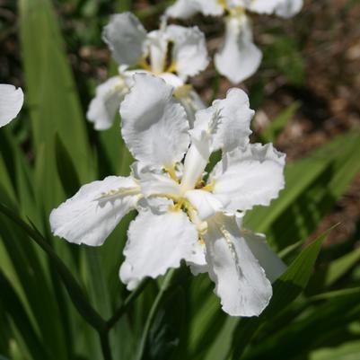 Iris (Dwarf Crested) cristata Tennessee White