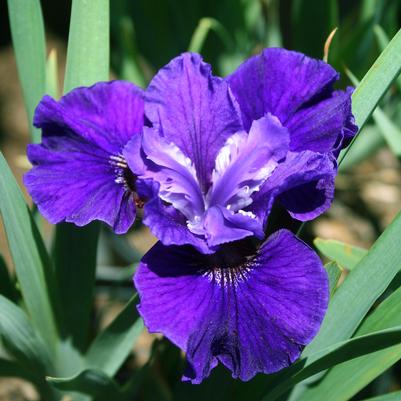 Iris (Siberian) sibirica Ruffled Velvet