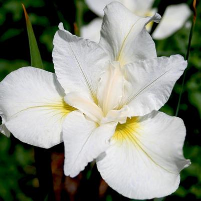 Iris (Siberian) sibirica White Swirl
