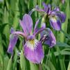 Iris (Blue Flag) versicolor 