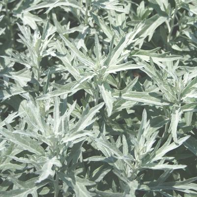Artemisia ludoviciana Silver King