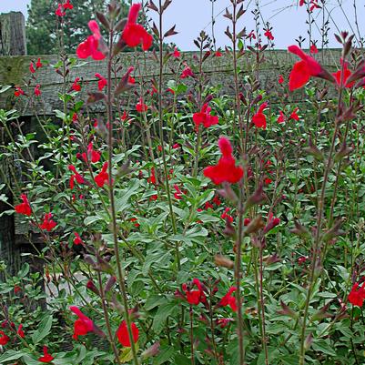 Salvia greggii Maraschino