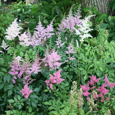 Astilbe japonica Pastel Perfection