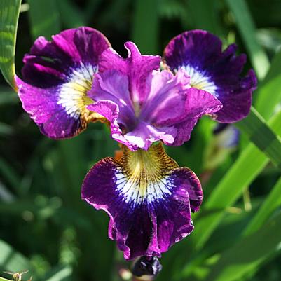 Iris (Siberian) sibirica Contrast in Styles