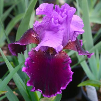 Iris germanica Violet Turner