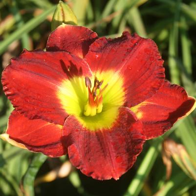 Hemerocallis Passion for Red