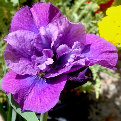 Iris sibirica Spindazzle