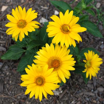 Heliopsis helianthoides Tuscan Gold™