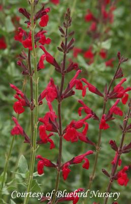 Salvia darcyi x microphylla Windwalker