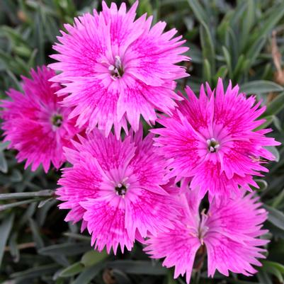 Dianthus EverBloom Watermelon Ice