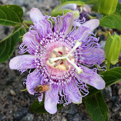 Passiflora incarnata 