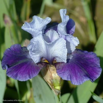 Iris germanica Mariposa Wizard