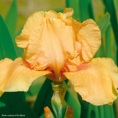 Iris germanica Many Mahalos