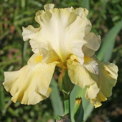 Iris germanica Again and Again