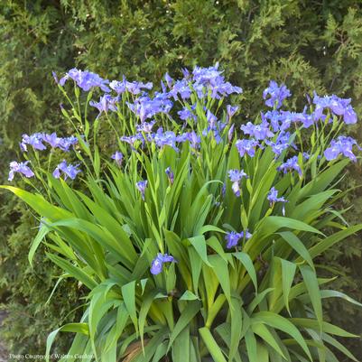 Iris ampliflora Ming Treasure