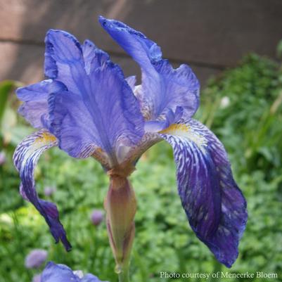 Iris germanica Amas
