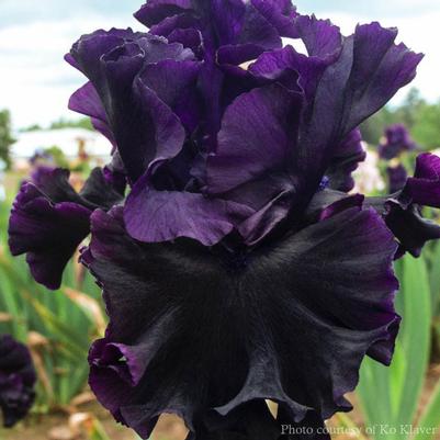 Iris germanica Black Lipstick