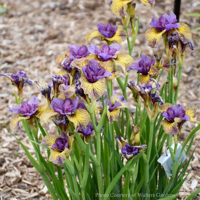 Iris sibirica Purring Tiger