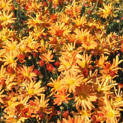 Chrysanthemum (Dendranthema) Bolero