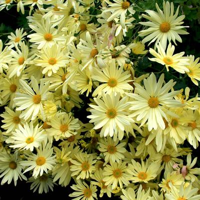 Dendranthema (Chrysanthemum) Legal Pad Yellow
