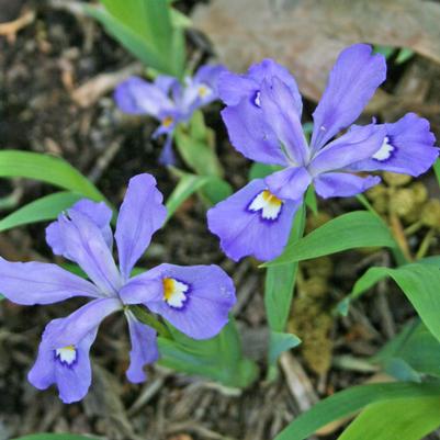 Iris cristata 