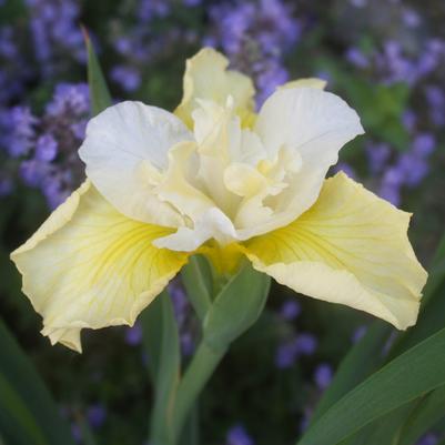 Iris (Siberian) sibirica Butter and Sugar