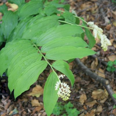Smilacina (Maianthemum) racemosa 