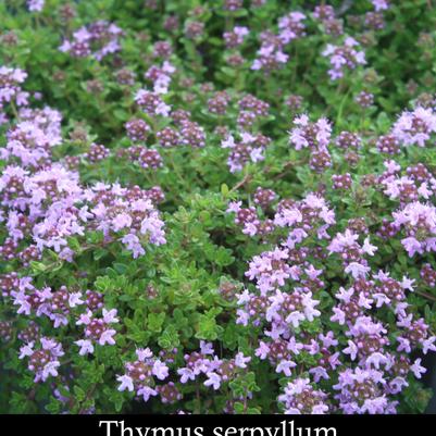 Thymus serpyllum Mother of Thyme