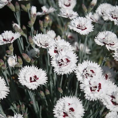 Dianthus Silver Star
