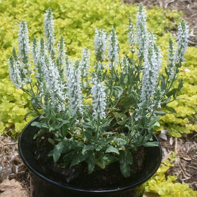 Salvia nemorosa Lyrical White