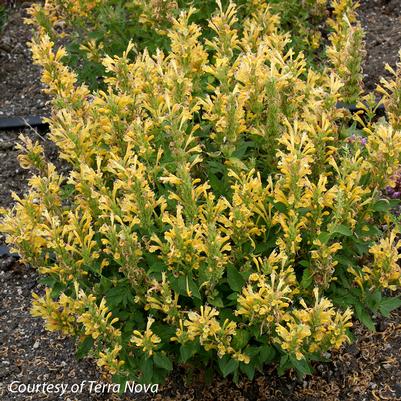 Agastache Poquito Butter Yellow