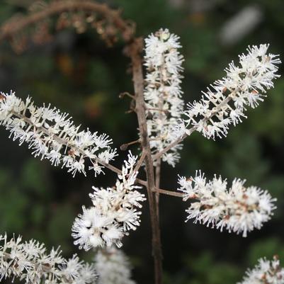 Cimicifuga (Actaea) racemosa 