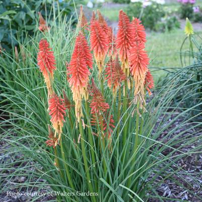 Kniphofia Red Roulette