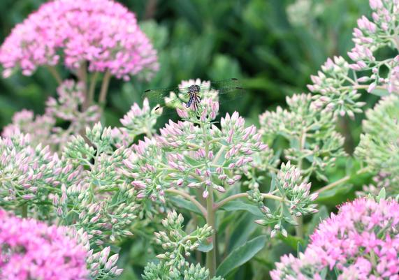 Dragonfly on Sedum