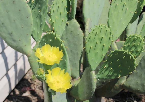 Opuntia in Bloom