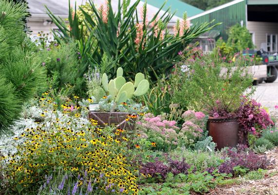 Opuntia Rudbeckia and Sedum