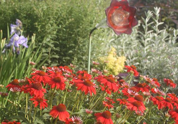 Echinacea Sombrero Salsa Red