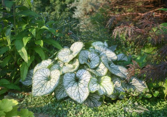 Brunnera Silver Heart