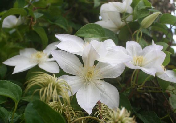 Clematis Snow Queen