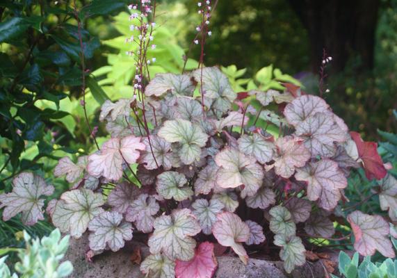 Heuchera Sugar Plum