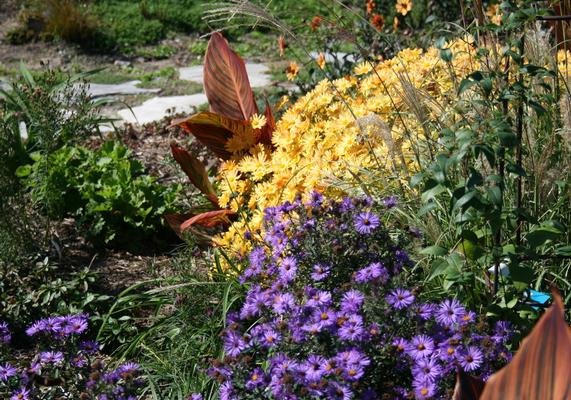 Aster Chrysanthemum Canna