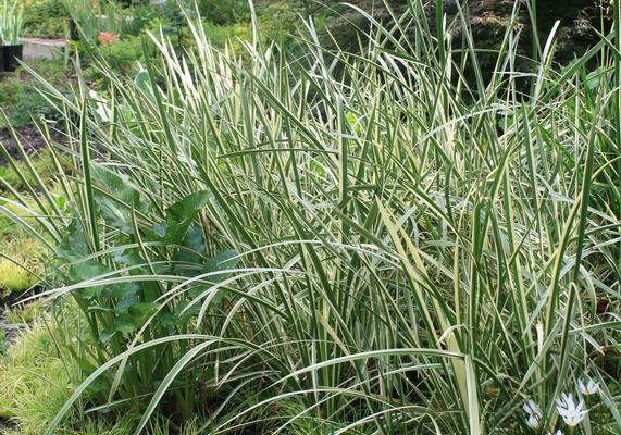 Acorus calamus with Zephyranthes