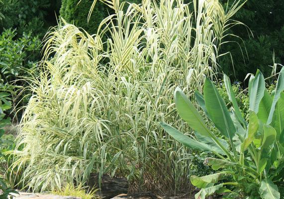 Arundo donax Peppermint Stick