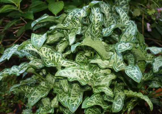 Arum italicum