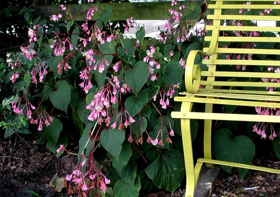 Begonia grandis