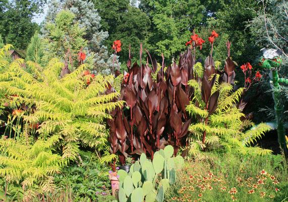 Canna australis with Opuntia