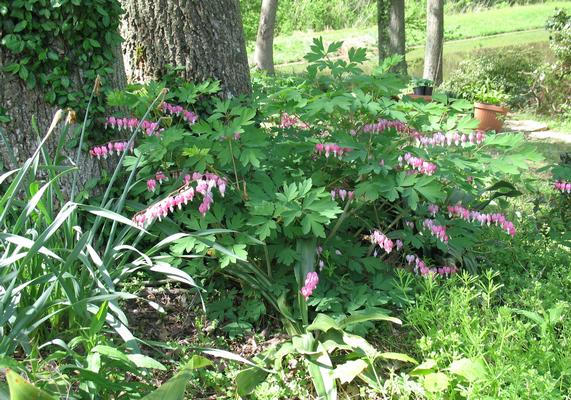 Dicentra spectabilis