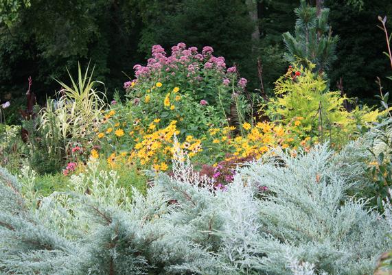 Eupatorium Little Joe with Helianthus